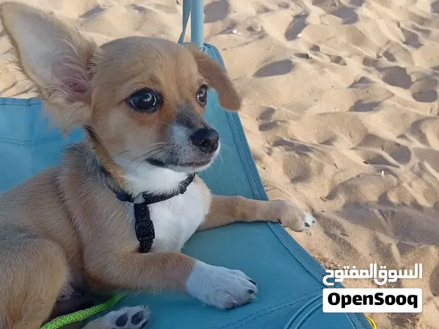 كلب شيواوا - تمارة