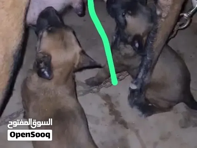 Malinois charbonner - سلا