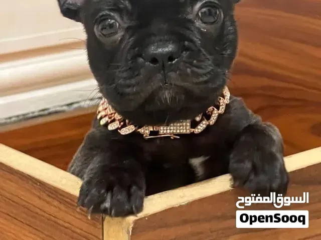 Bulldog havanais - سلا