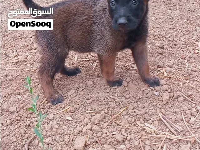 malinois charbonner - وجدة