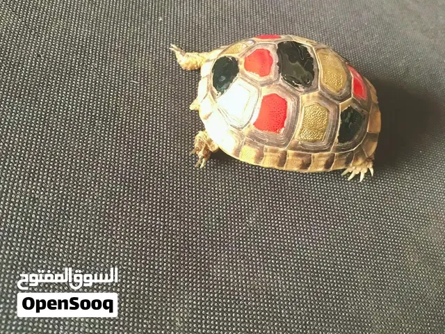 بيع سلحفا عمرها لا يتجاوز شهر واحد - خنيفرة