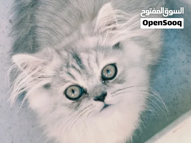 chat persian male 2mois - أكادير