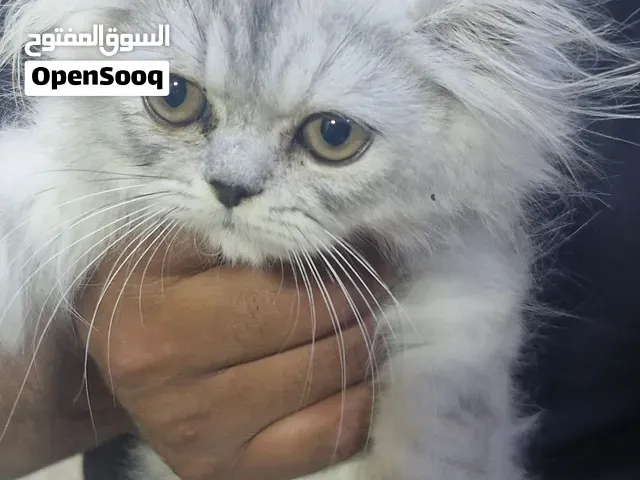 Persian  2mois - أكادير