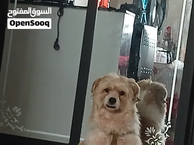 بيشو مالتيز - سلا