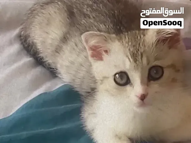 Scottish straight kitten 3 mois a vendre - الدار البيضاء