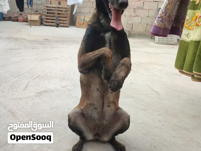 انثى مالينوا شاربوني - أكادير