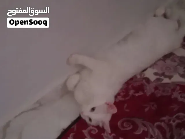 قطه جميله ولونها المتالي وراءحتها متل رايحة المسك - الناظور