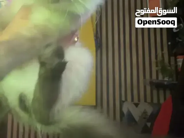 قطة هيمالايا للبيع - الدار البيضاء
