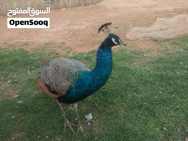 طاوس سلالة هندي لون ازرق  يبلغ من العمر سنة.  4 ذكور وانثى. ثمن واحد 1000 قابل للنقاش - الدار البيضاء