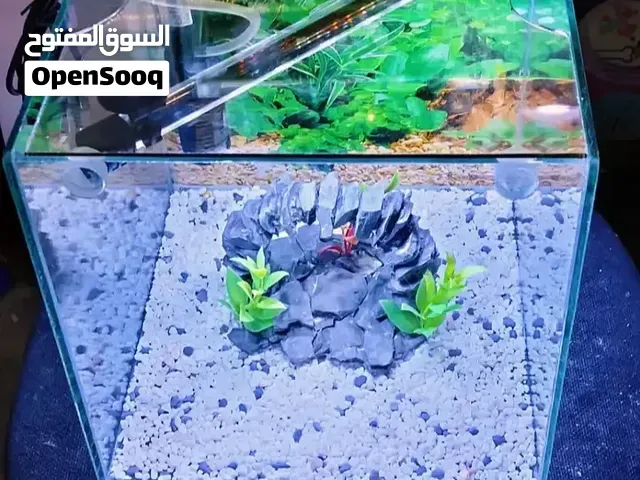 أكواريوم بكولشي ديالو 25 سنتيم - مكناس