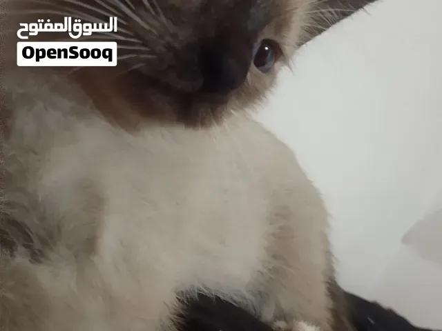 قطة سيامو تبلغ 3اشهر عيون زرقاء صافية تأكل واستعمال رمل لوحدها - الدار البيضاء