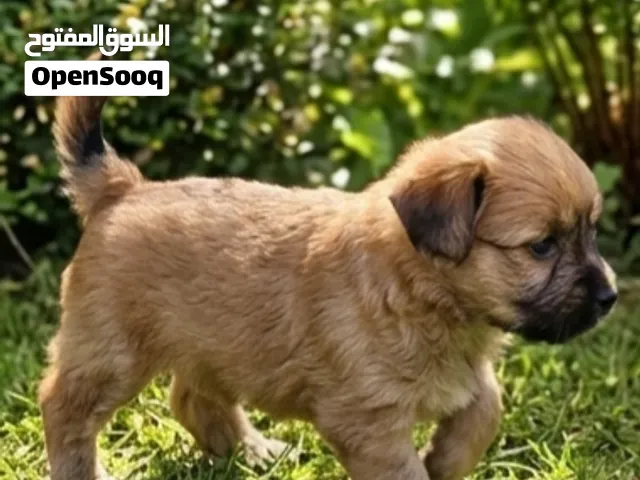 جراء كلب caniche bichon havanais - مراكش