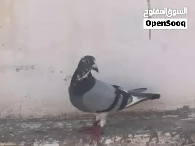 حمام زاجل ملكي 2026 - طنجة