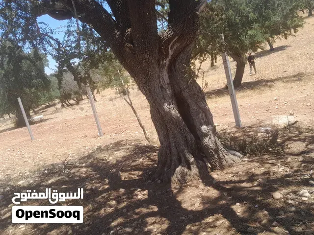 ارض صالحة  للفلتحة - أكادير