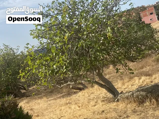 ارض متعددة الاستعمال للبيع فيها 2311 متر - طنجة