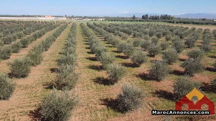 Terrain à vendre - مراكش (3)