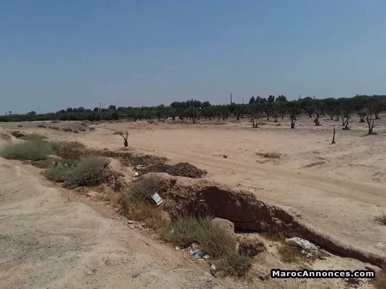 Vente terrain agricole de 3he à rte de ouarzazate - مراكش (3)