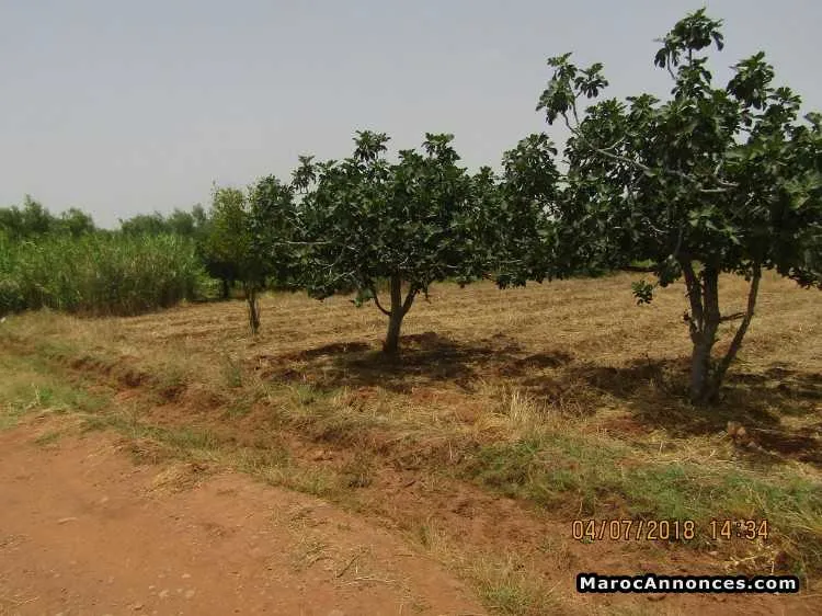 Vente terrain titré à route d’ourika km 9 - مراكش (3)