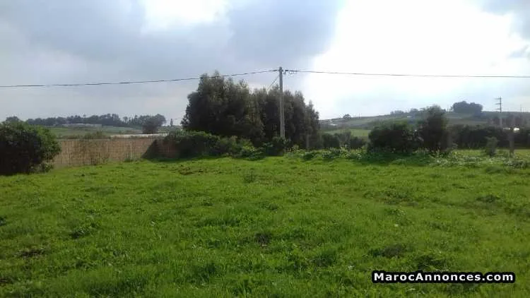 Terrain titré 2424m2 - الجديدة (3)