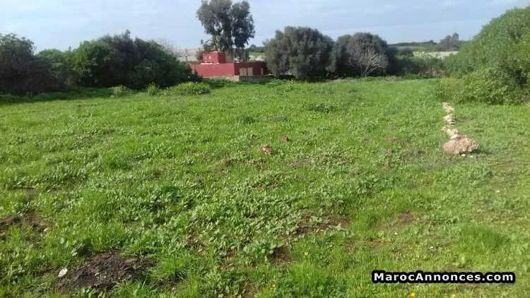 Terrain titré 2424m2 - الجديدة (2)