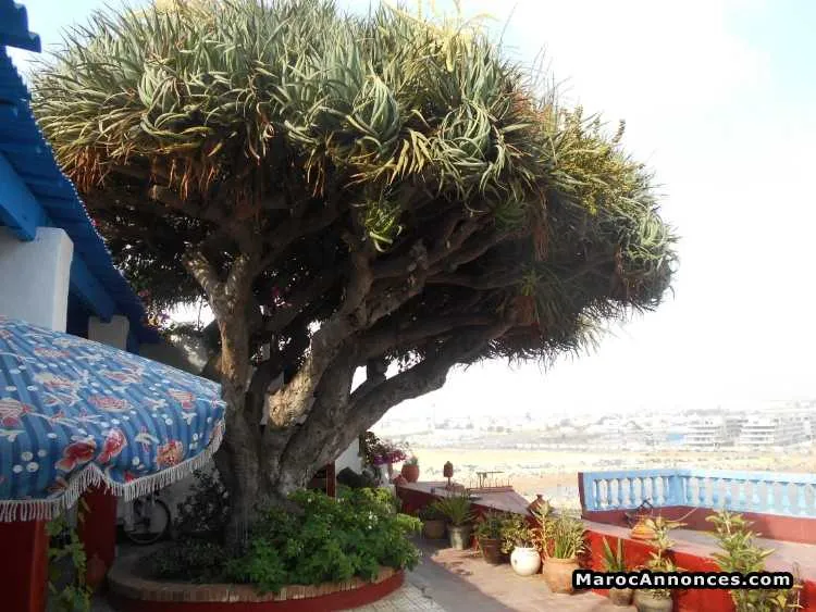 Riad en location meublé situé à rabat les oudayas - الرباط