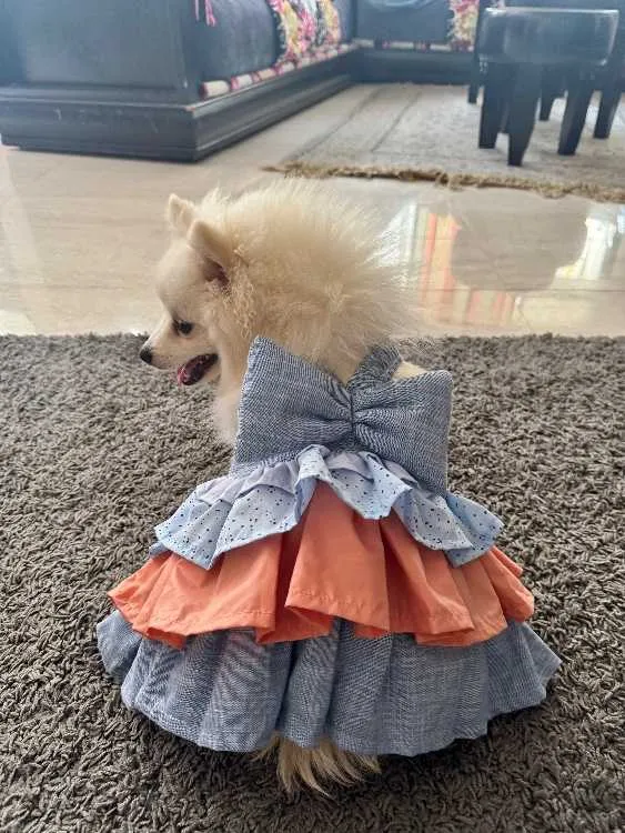 À vendre : spitz nain poméranien fer , 9 mois - الدار البيضاء
