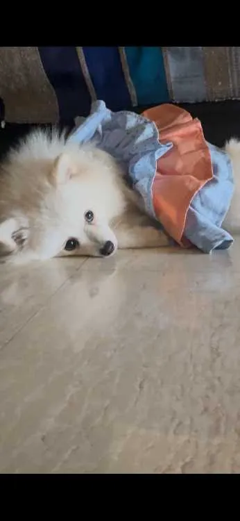 À vendre : spitz nain poméranien fer , 9 mois - الدار البيضاء (2)