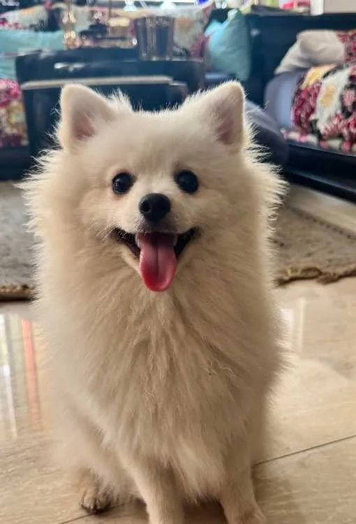 À vendre : spitz nain poméranien fer , 9 mois - الدار البيضاء (3)