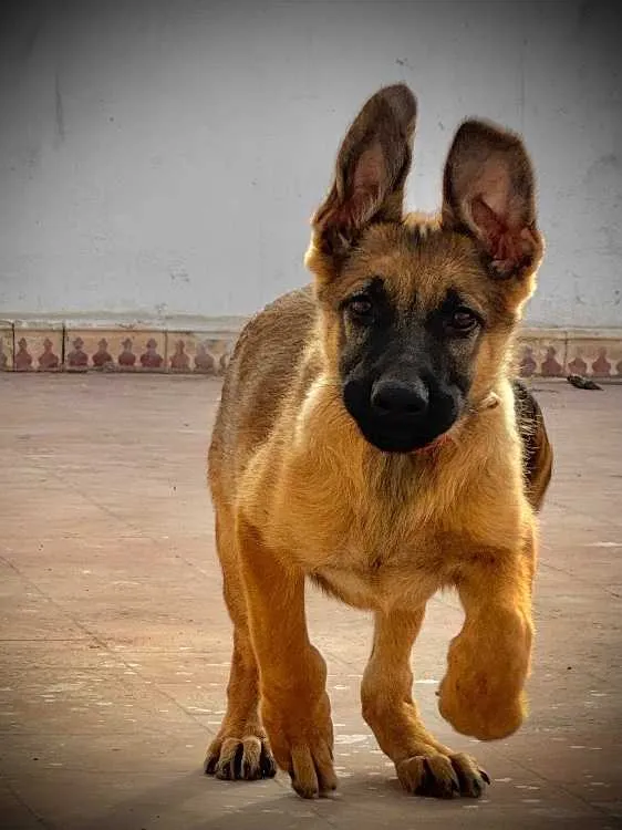 chiot berger allemand x malinois – 3 mois - الدار البيضاء (2)