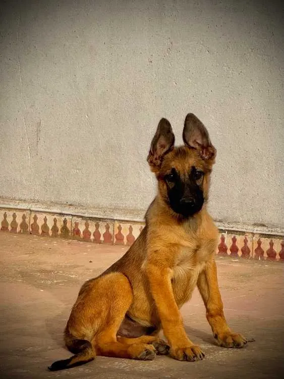 chiot berger allemand x malinois – 3 mois - الدار البيضاء (3)