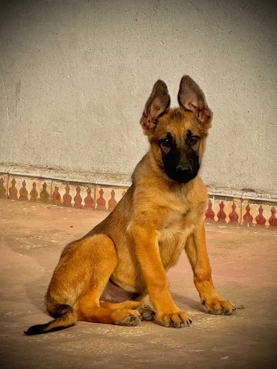 chiot berger allemand x malinois – 3 mois - الدار البيضاء