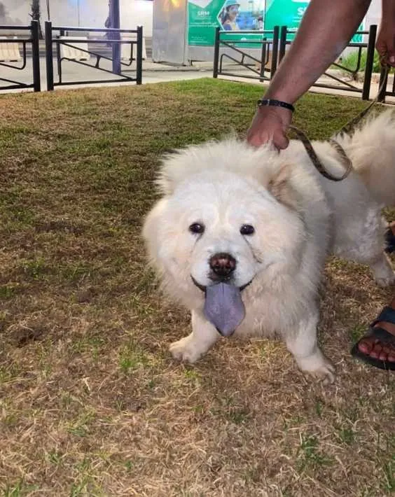 Chow chow pur race avec san carnet a casablanca - الدار البيضاء (3)