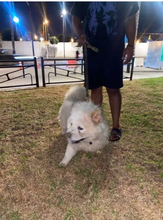 Chow chow pur race avec san carnet a casablanca - الدار البيضاء (2)