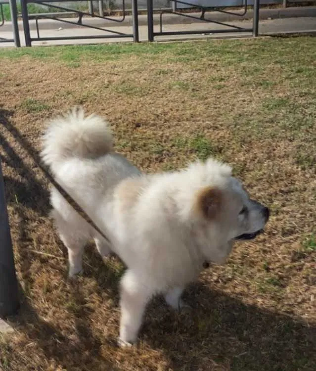 Chow chow pur race avec san carnet a casablanca - الدار البيضاء