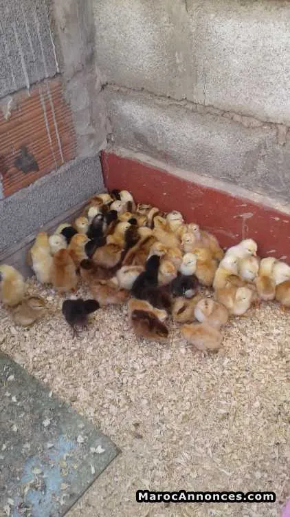 Vente poussins beldi - برشيد (3)