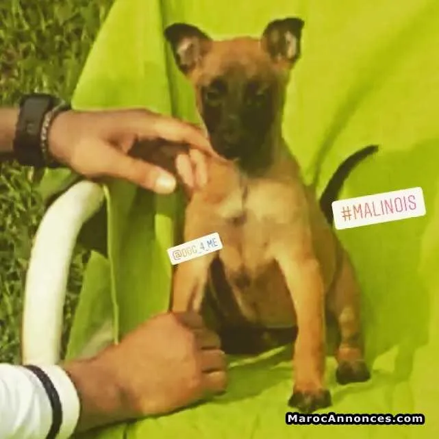 Belle femelle malinois - الجديدة