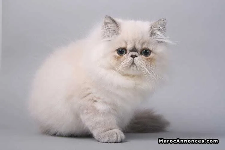 Chat  himalayen - مراكش