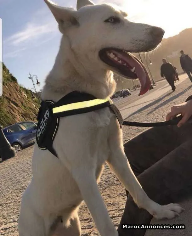 Chiot husky blanc - طنجة (2)