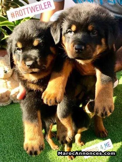 Chiots rottweiler - الجديدة