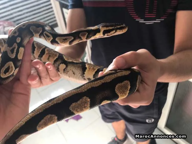 Python royal pastel - الرباط
