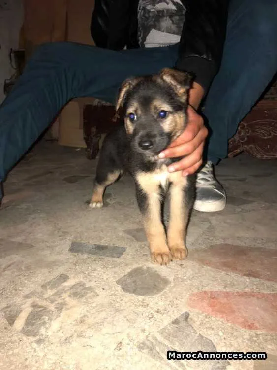 Chiot berger allemand - سلا (2)