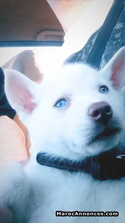 Husky sibérien pure race - المحمدية (3)