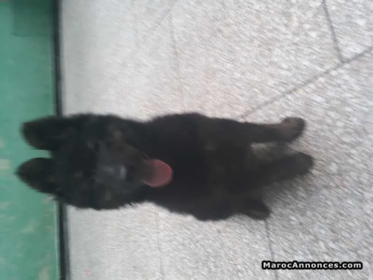 Chiots berger royaleber - الرباط