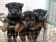 Chiots berger allemand - الرباط