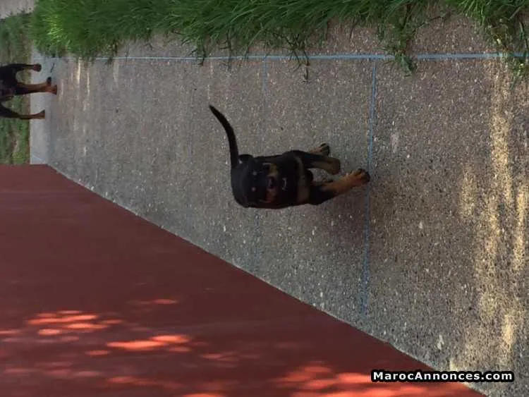 Chiot rotweiler femelle pure race très bon prix. - الدار البيضاء