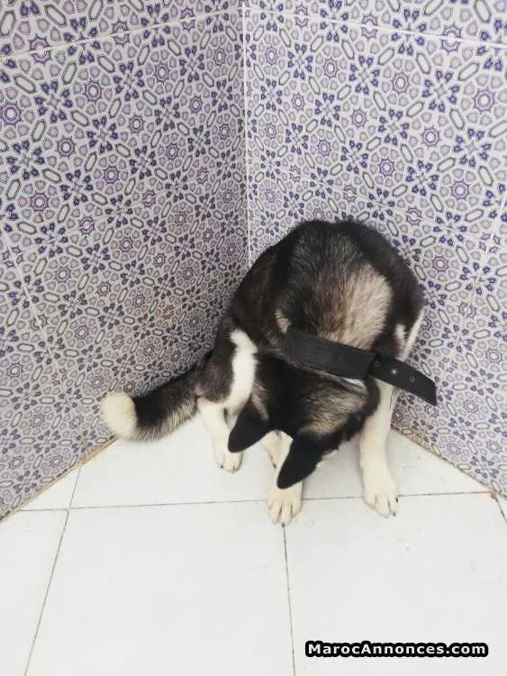 Husky pure race - الجديدة