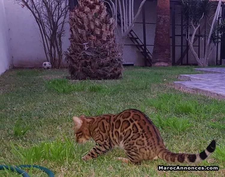Chat bengal pedigree - أكادير