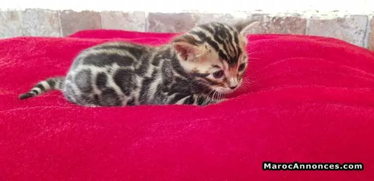 Chat bengal pedigree - أكادير (3)