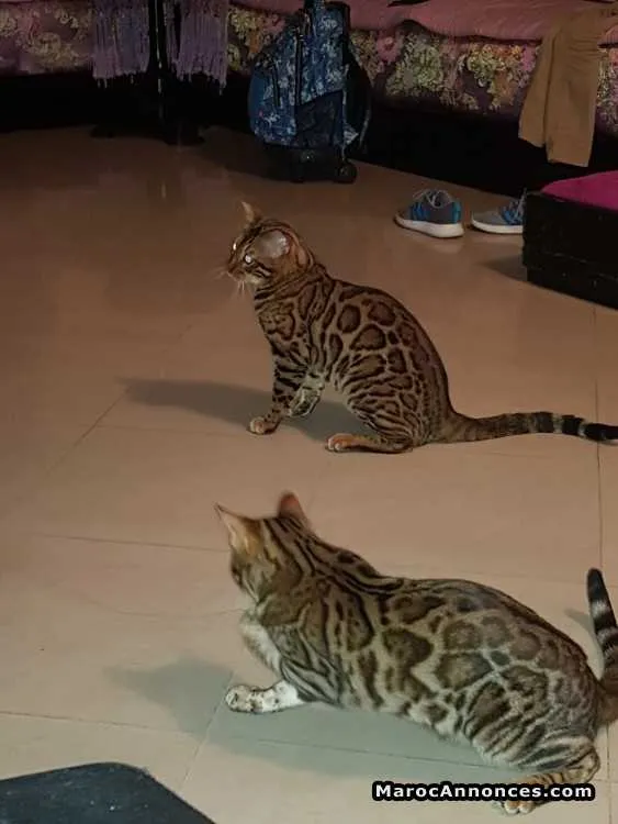 Chat bengal pedigree - أكادير (2)