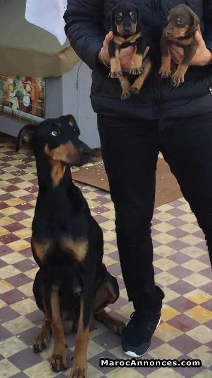 Chiots doberman 1 mois vacciner vermifuger - سلا (2)